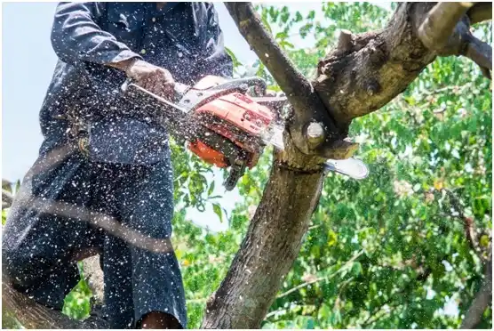 tree services Brady